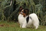 EPAGNEUL PAPILLON 017